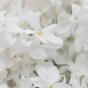 nov