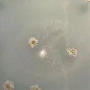 puchanの画像