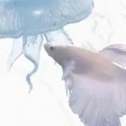 くとぱの画像