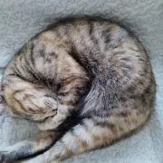 kitarouの画像
