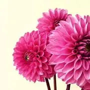 kuunsirppi☆プロフ必読☆の画像