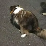 nanpachiの画像