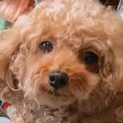 まふぃんの画像