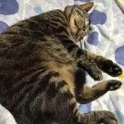 チャブル
