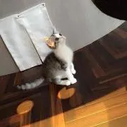 ひまわりの画像