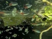 Cold fishの画像