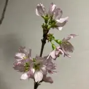ダンシャリ子の画像