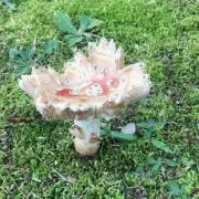 きのこの画像