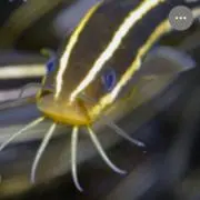BOCHIの画像
