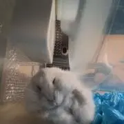 trの画像