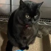 シバちゃんの画像