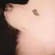 ポッキーの画像