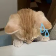 お掃除がびある。の画像