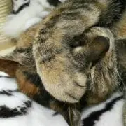 masukohaの画像