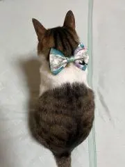 Rufa