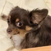 KUMA！！の画像