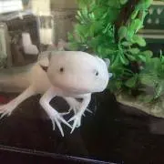きくち