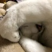 カズの画像