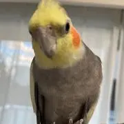 おかめいんこの画像