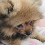 かんちゃんの画像