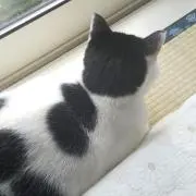 猫庭の画像