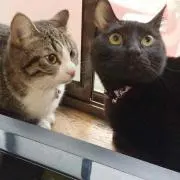 リンリン