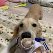 はた