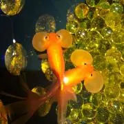 うららの画像