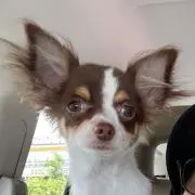 ブン太