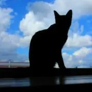 あめしょ