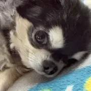 ココ