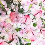 HANA☆の画像