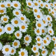 annaの画像