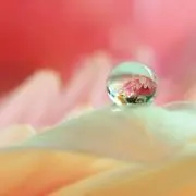 みみ