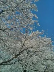 たこ桜　出品中のレゴは正規品ですの画像