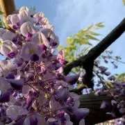 さらみ