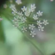 riの画像