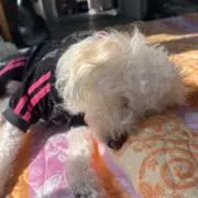 にんにんの画像