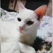ゆかり