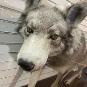 ⭐️の画像