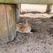 nanaの画像