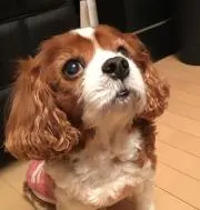 ルナの画像