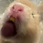 ゼラチン小池の画像