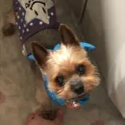 ももちゃん