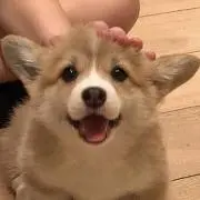 ひな