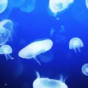 海月の画像