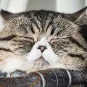 ネコボスの画像
