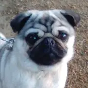 そよ風の画像