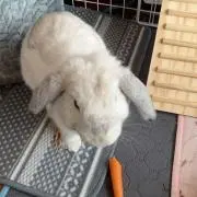 ホノママ