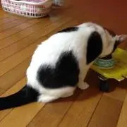Minmi